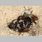 Andrena vaga mit Stylops - 05.jpg